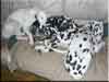 Dalmatians Rule!