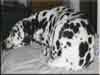 Dalmatians Rule!