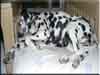 Dalmatians Rule!