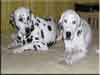 Dalmatians Rule!