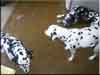 Dalmatians Rule!