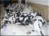 Dalmatians Rule!