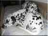 Dalmatians Rule!